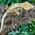 Crested geckos (adults) 4 thumbnail