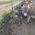 Adorable Miniature Donkeys 6 thumbnail