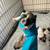 French Bulldog Puppies 3 thumbnail