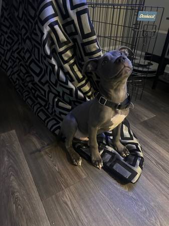 Blue nose Puppy63881506645379121