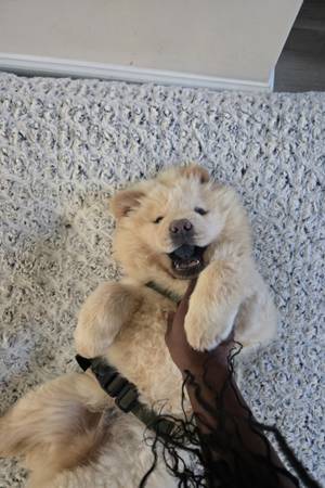 Chow Chow Puppy63739476389889121