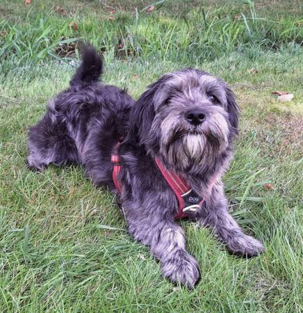 LOST! Black small DOG (Ellensburg)63942499080195120