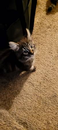 Cute kittens born June 9th (Bremerton)63697509252609122
