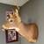 Selling my 4 point buck wall mount asking 100$  cash only pick up 2 thumbnail
