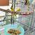 4 Young Parakeets w/ Ultra Nice, Large Flight Cage 7 thumbnail