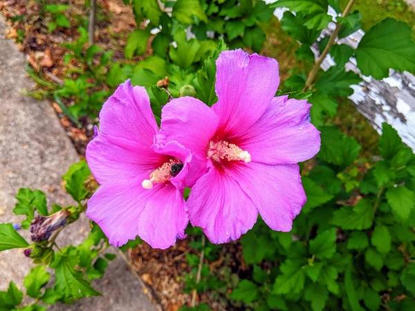 APHRODITE ROSE of SHARON - 1 Plant 1