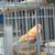 Canaries, diamond doves, java rice finch need new homes 5 thumbnail