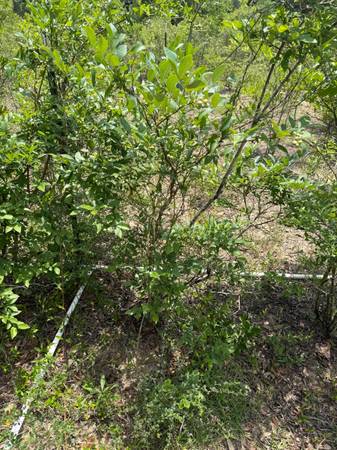 Mature blueberry plants - $60 (Milton)62918312452097122