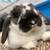 Loop Bunny 1 thumbnail