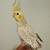 Cockatiels birds 2 thumbnail