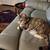 Female cat needs foster care 3 thumbnail