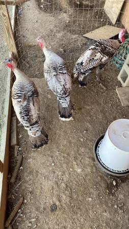 Heritage Narragansett Turkeys ready to butcher 1