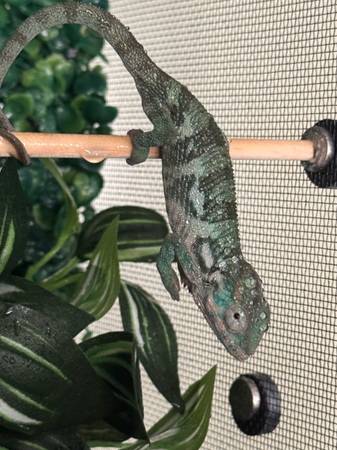 Panther chameleons (Pasadena)63859316837377120
