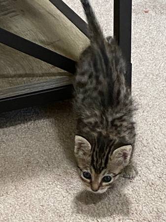 Two kittens ready to adopt (females)63913719237634123