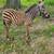 BABY ZEBRA 2 thumbnail