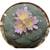 PEYOTE LOPHOPHORA WILLIAMSII SEEDS 4 thumbnail