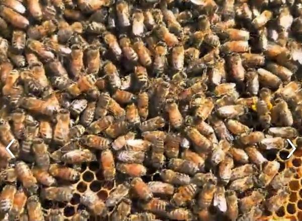 Honey Bees Nuc colony 1