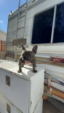 Dog//pet//cage 1