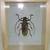 Taxidermy - Insect Framed/Resin (Scorpions, Tarantulas, Beetles, etc) 7 thumbnail