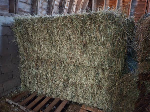 Grass Hay 1