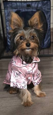 Rehome yorkie puppy (Marysville)63679254910849120