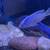 Lake Malawi African cichlids 5 thumbnail