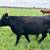 3yo beef Cow/calf pair, gentle 100% grass fed 1 thumbnail