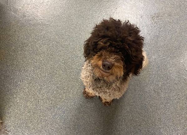 Female and male mini poodles63812867419137121
