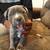 American Staffordshire 2 thumbnail