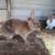 Mini-Rex rabbits 2 thumbnail