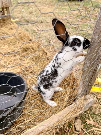 English Spot Rabbits 1