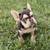 French Bulldog Puppy Female $2500 4 thumbnail
