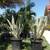 Agave Americana Yellow-Green Century Plant 4 thumbnail