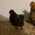 Silkie rooster 2 thumbnail