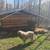Livestock Guardian 1/2 Caucasian Shepherd 1/2 Pyrenees 4 thumbnail