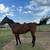 Horses 2 thumbnail