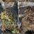 Grapple brush root for skid steer 6 thumbnail