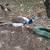 Peacocks 1 thumbnail