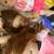 American Girl Blaire, Saige, Mia, and Tenney 1 thumbnail