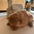 Pomeranian females (puppies) 3 thumbnail