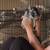 2 chinchillas M&F 3 thumbnail