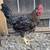 Cream legbar olive egger barnyard mix rooster 2 thumbnail