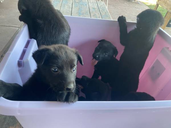 Malinois belga (Weslaco)64148953463683123