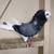 Old Dutch Capuchine Blue Bar Show Pigeon 2 thumbnail