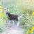Nigerian Dwarf Does 15 thumbnail