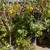 Fruit trees all kinds and sizes landscape bushes plants 22 thumbnail