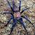 Looking for unwanted invertebrates 4 thumbnail