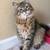 FOUND!   Gray Tabby Cat - Piper 2 thumbnail