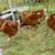 🐔 Started Pullets Available Now! 1 thumbnail