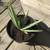 Aloe Vera Plant in 8” Pot 1 thumbnail